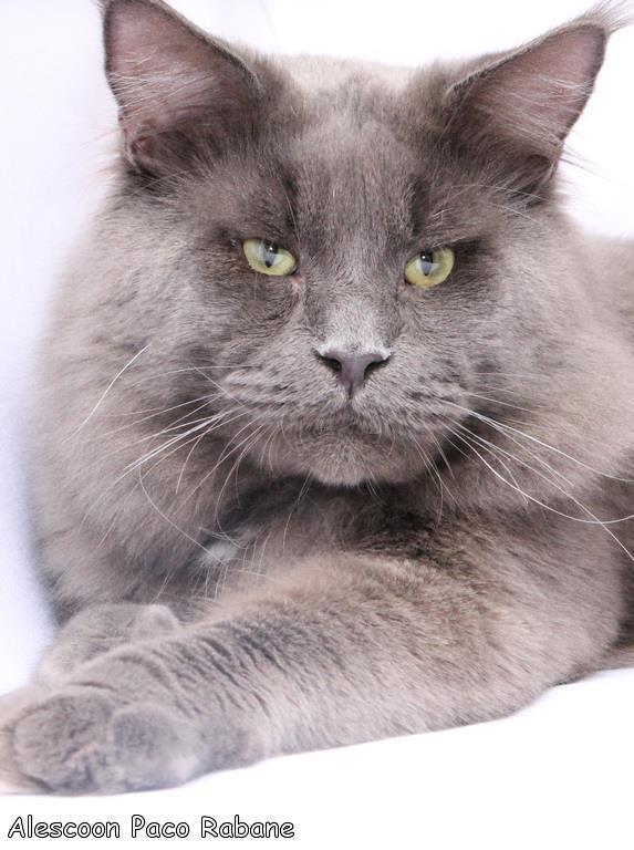 Alescoon Paco Rabane - maine-coon