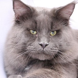 Alescoon Paco Rabane