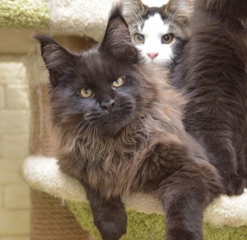 Terminator  Great Lion - Kitten maine-coon 5 months 0.5 weeks