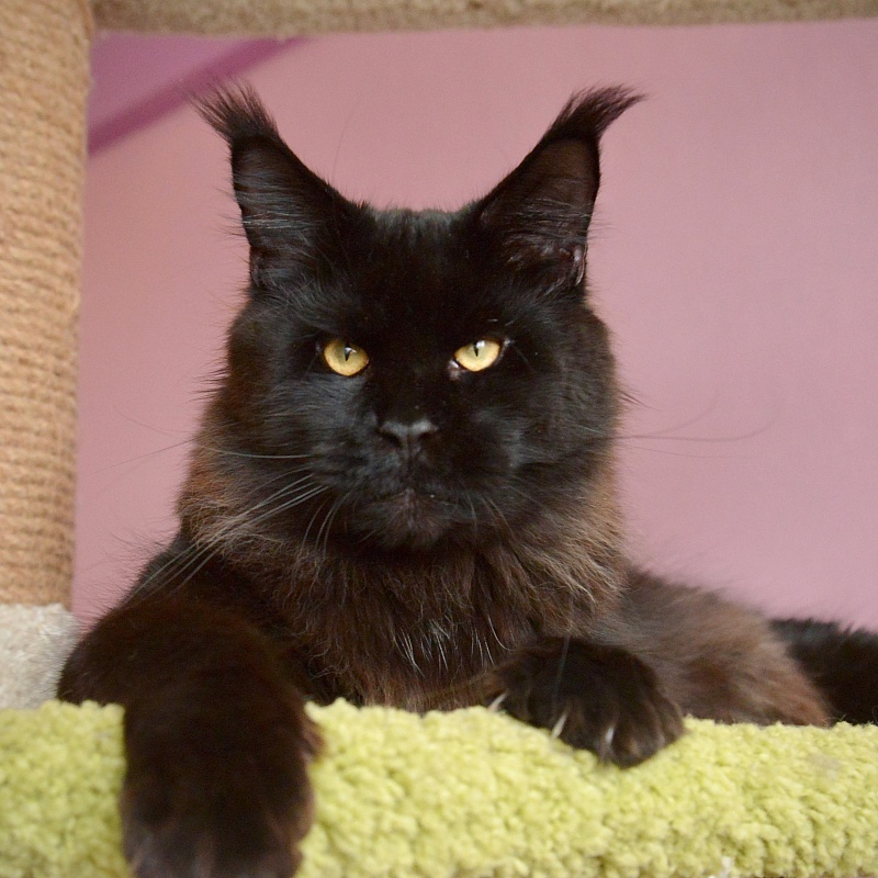 Terminator  Great Lion - Adult maine-coon 10 months 2 weeks