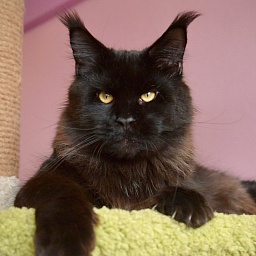 Terminator  Great Lion