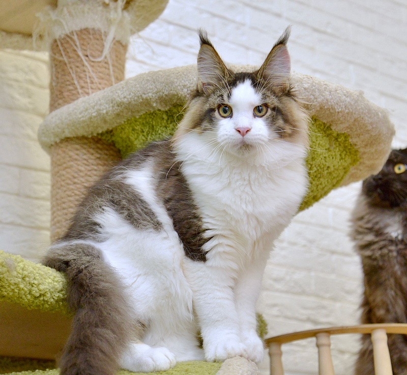 Terrax Great Lion - maine-coon