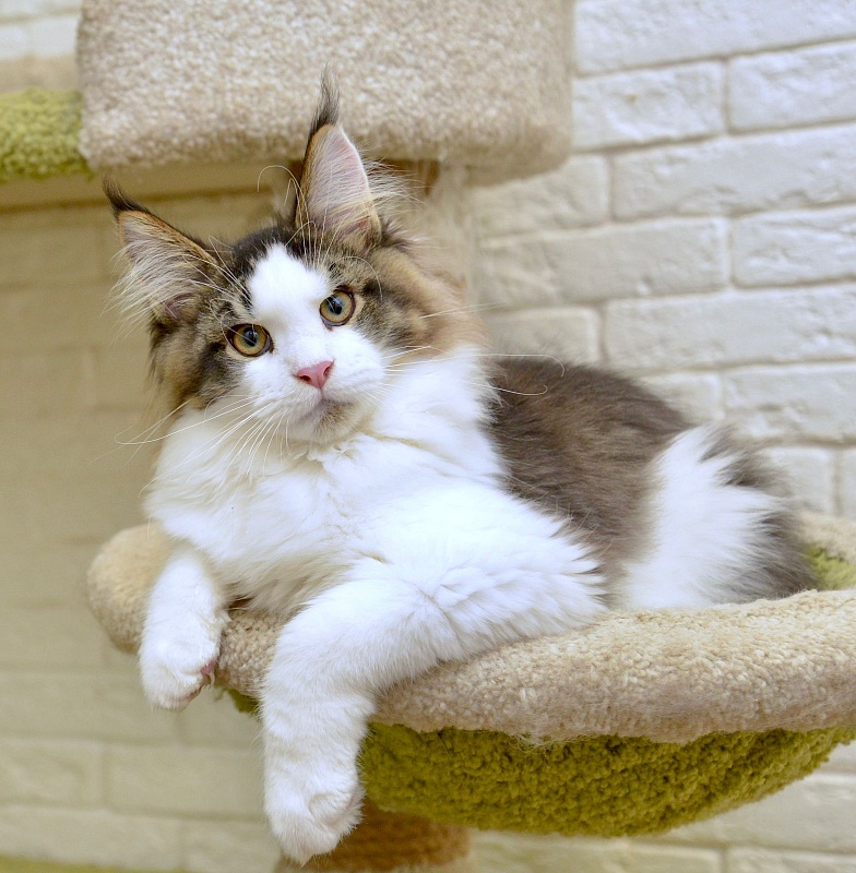 Terrax Great Lion - maine-coon