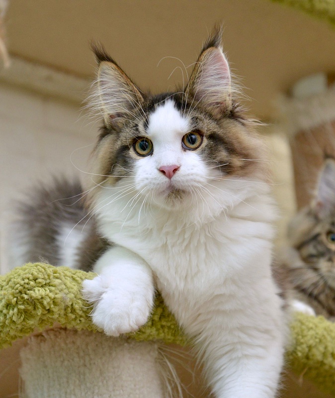 Terrax Great Lion - maine-coon