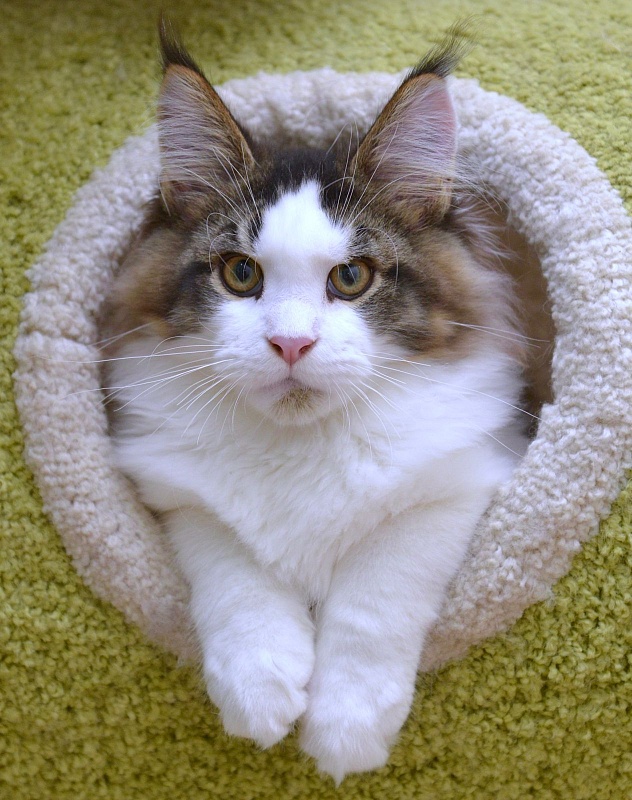 Terrax Great Lion - maine-coon