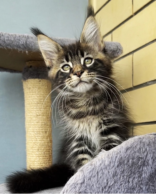 Uranium  Great Lion - Kitten maine-coon 5 months 0.5 weeks