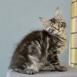 Universe  Great Lion