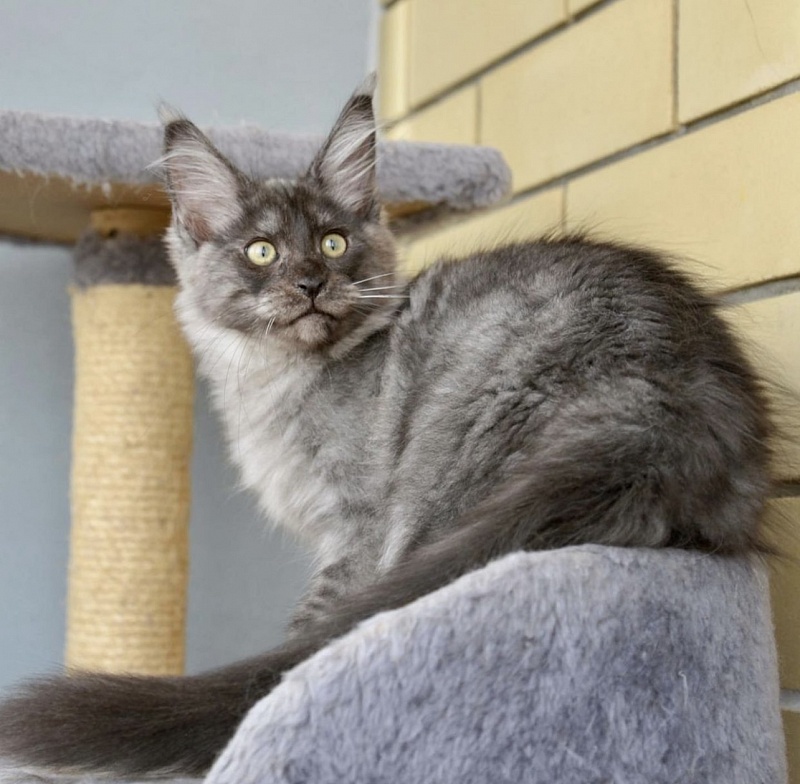 Ultimatum  Great Lion - Kitten maine-coon 5 months 0.5 weeks