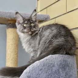 Ultimatum  Great Lion