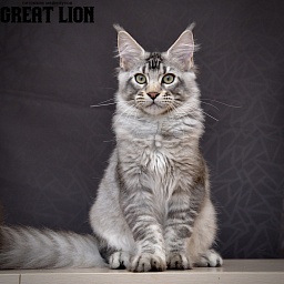 Uncommon  Great Lion