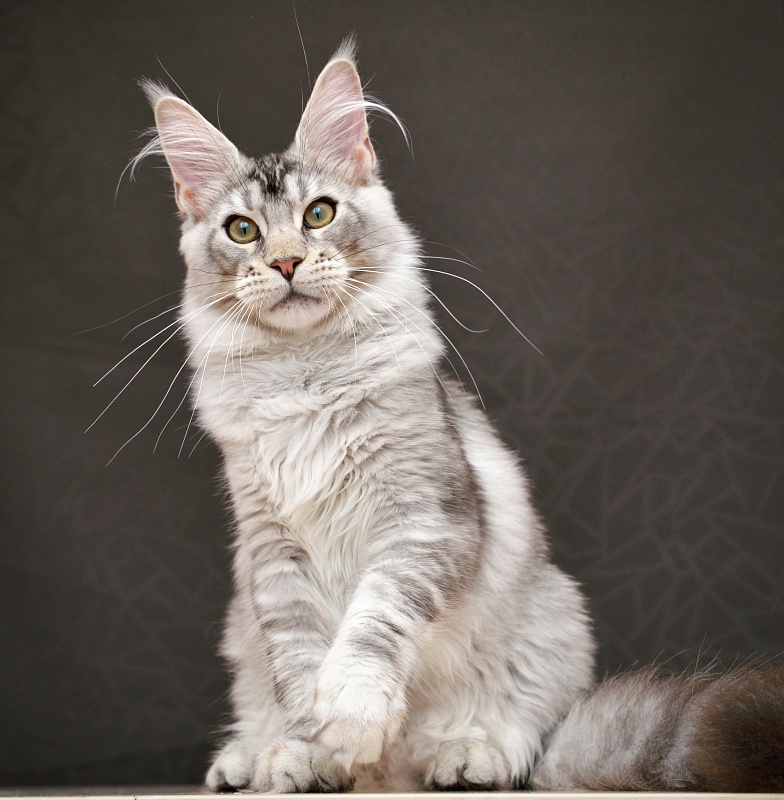 Ultramarine  Great Lion - Kitten maine-coon 4 months 3 weeks