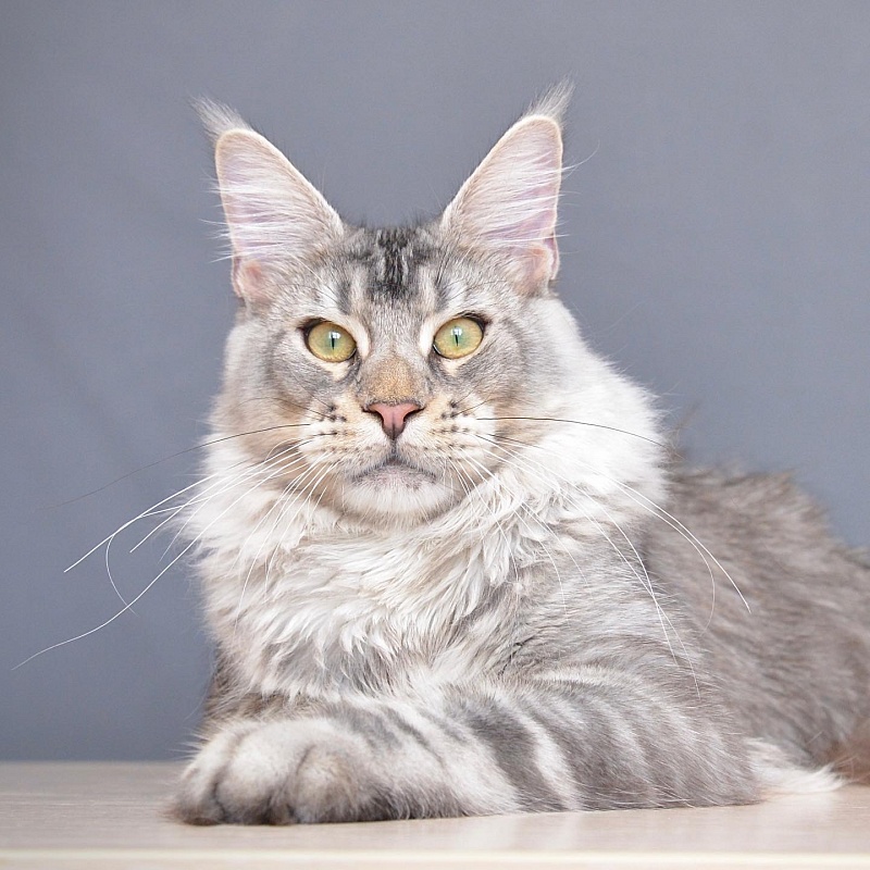 Ultramarine  Great Lion - maine-coon