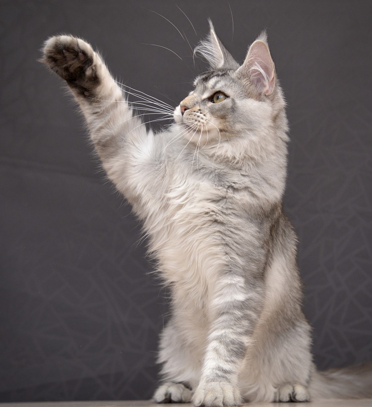 Ultramarine  Great Lion - Kitten maine-coon 4 months 3 weeks