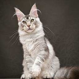 Ultramarine  Great Lion