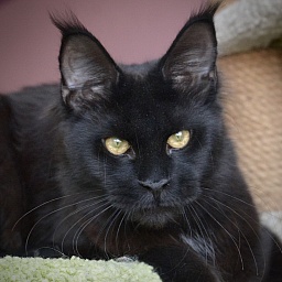 Victoria  Great Lion