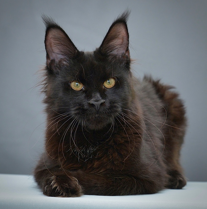 Victoria  Great Lion - Junior maine-coon 7.5 months