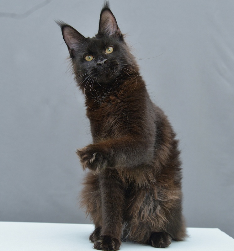 Victoria  Great Lion - Junior maine-coon 7.5 months