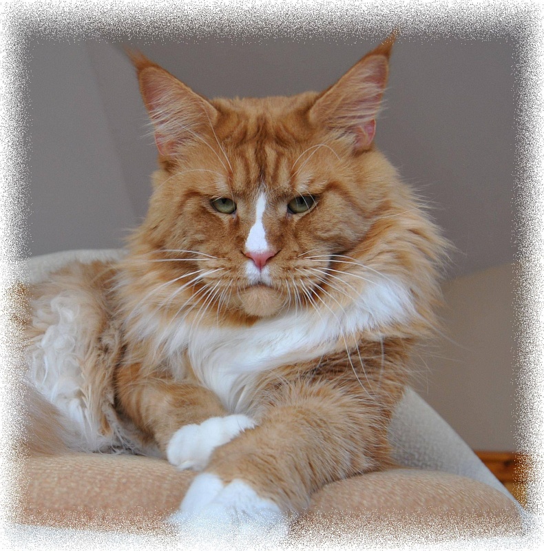 Savely from Kirbeautycoon*KZ - мейн-кун