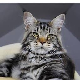 Quentin from Kirbeautycoon*KZ