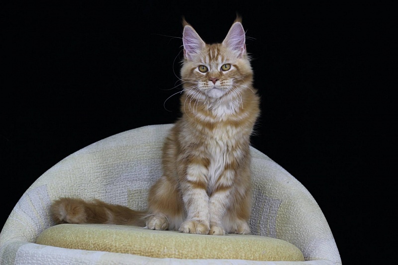 Lucas from Kirbeautycoon*KZ - maine-coon