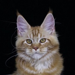 Lucas from Kirbeautycoon*KZ