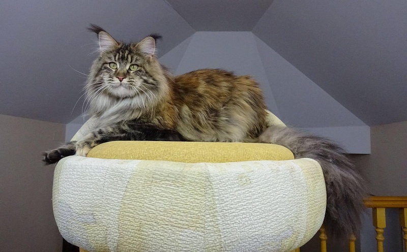 Ilga from Kirbeautycoon*KZ - maine-coon