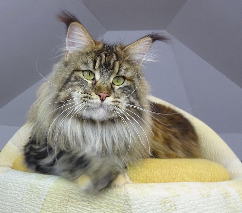 Ilga from Kirbeautycoon*KZ - maine-coon