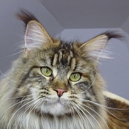 Ilga from Kirbeautycoon*KZ