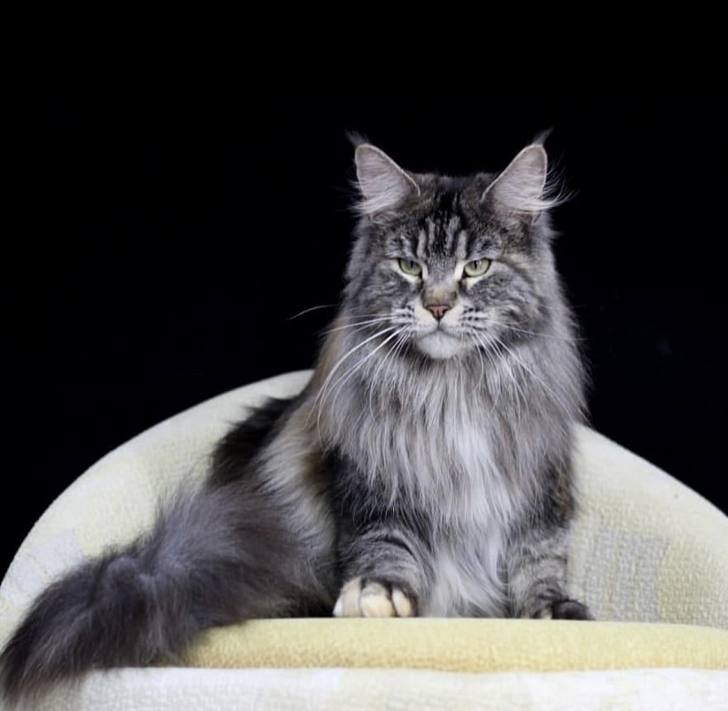 Gillian from Kirbeautycoon*KZ - Adult maine-coon 5 years 9 months