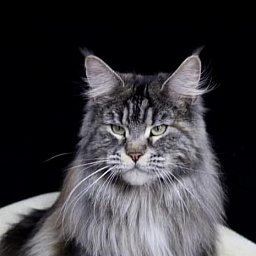 Gillian from Kirbeautycoon*KZ