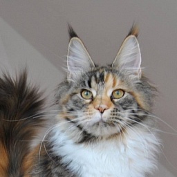 Fan Bing Bing  Baltic Wind*LT