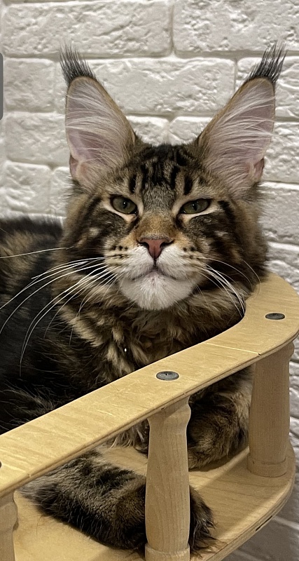 K* Sultan GRINWOOD - maine-coon 03/29/2022