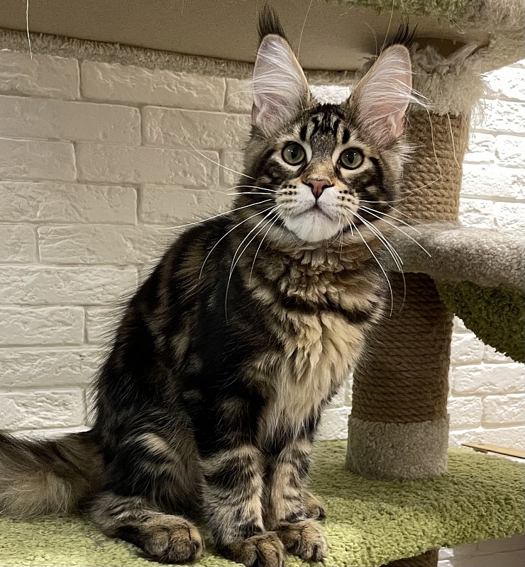 K* Sultan GRINWOOD - maine-coon