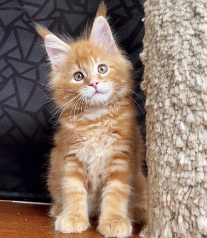 Amber  Great Lion - Kitten maine-coon 3 months 4 weeks