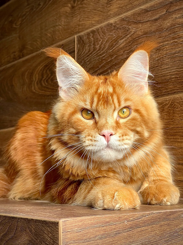 Amber  Great Lion - Junior maine-coon 8 months 1 week