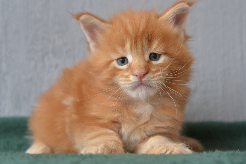Basil  Great Lion - Kitten maine-coon 3 weeks