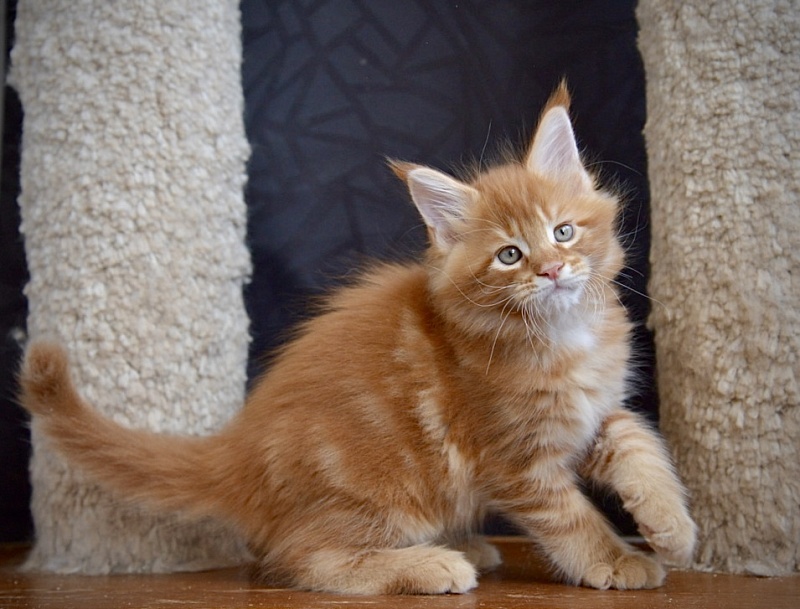 Basil  Great Lion - maine-coon