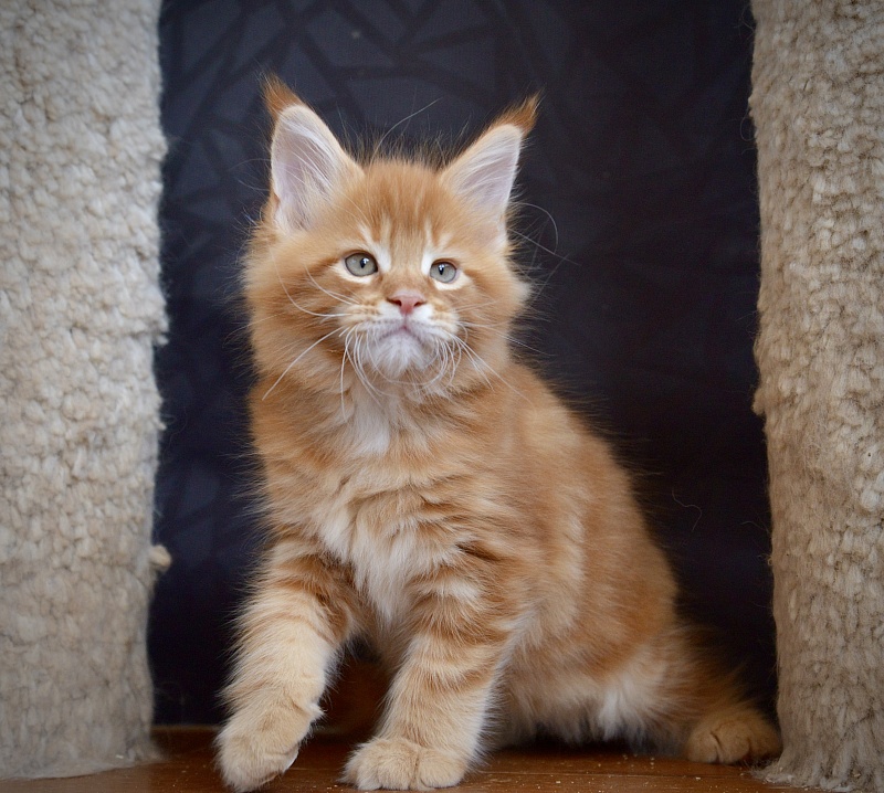 Basil  Great Lion - Kitten maine-coon 1 month 3 weeks
