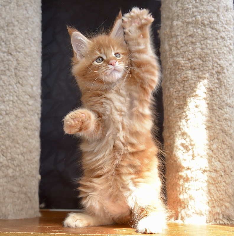 Basil  Great Lion - Kitten maine-coon 1 month 3 weeks