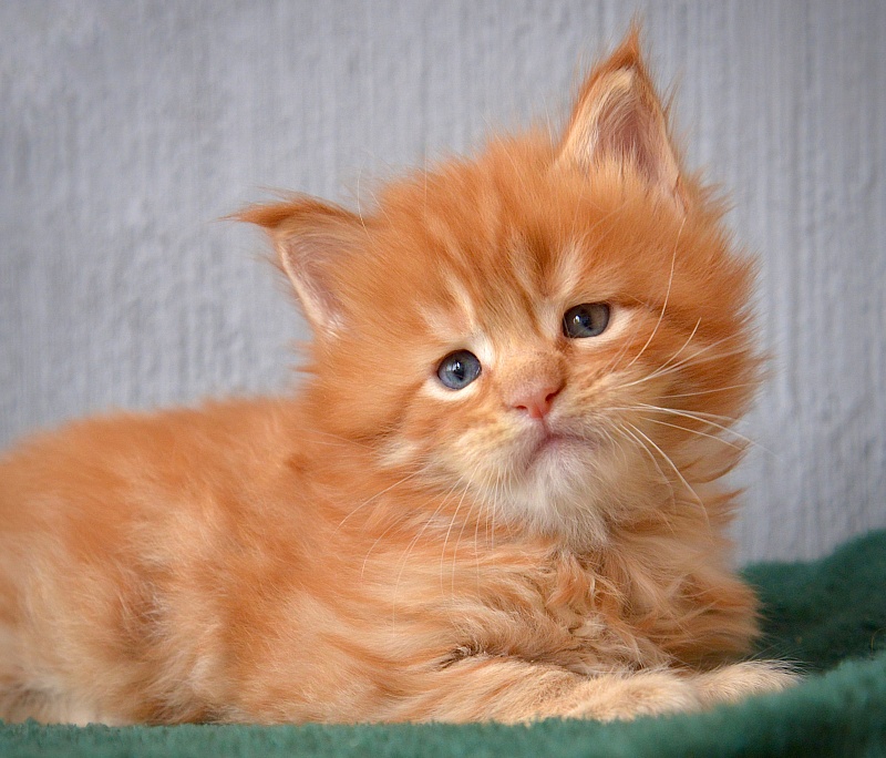 Bergamot  Great Lion - Kitten maine-coon 3 weeks