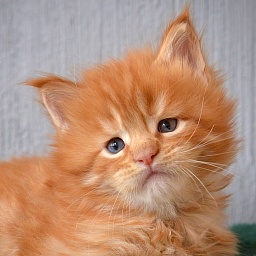 Bergamot  Great Lion