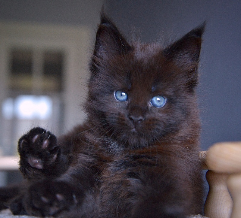 D  Great Lion - Kitten maine-coon 1 month 1 week