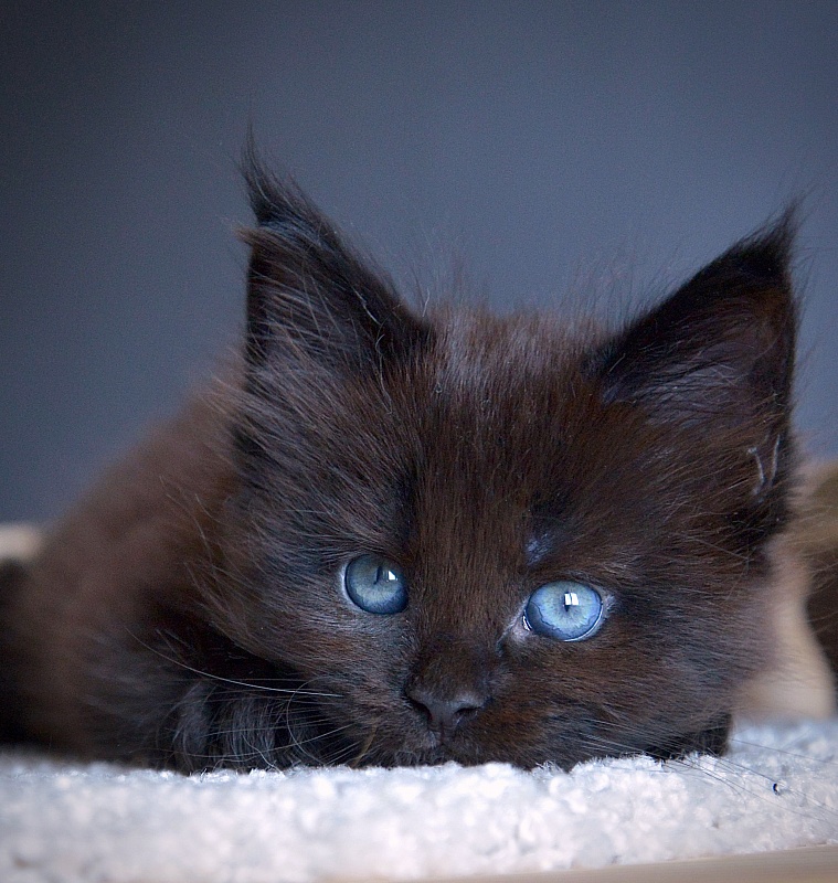 D  Great Lion - Kitten maine-coon 1 month 1 week