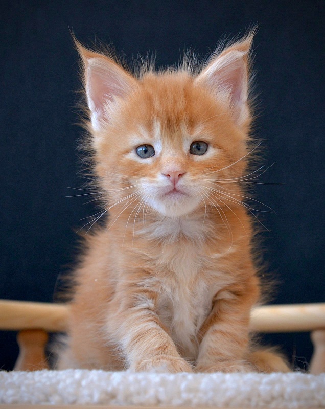 Ever Great Lion - maine-coon