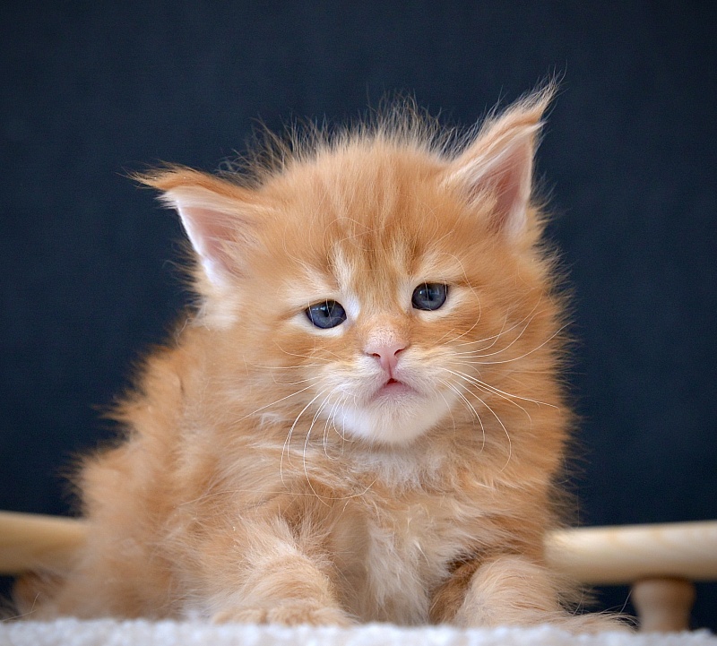 Esh Great Lion - Kitten maine-coon 3.5 weeks