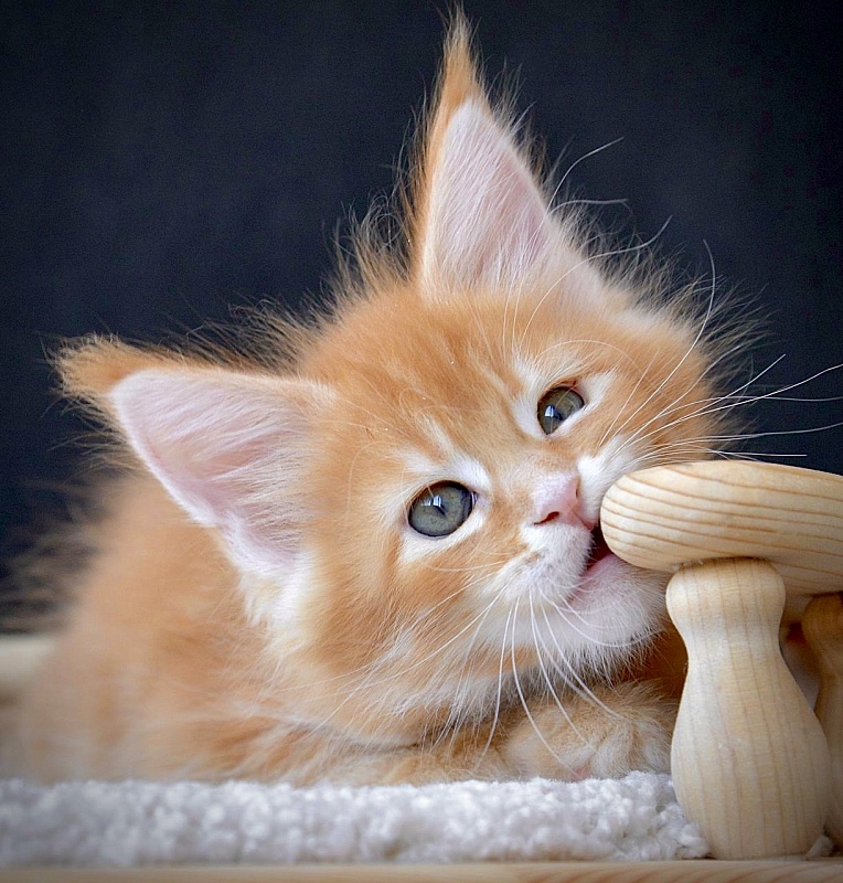 Elara   Great Lion - maine-coon