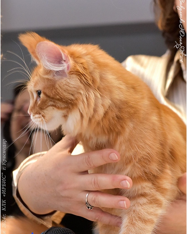 Elara   Great Lion - maine-coon