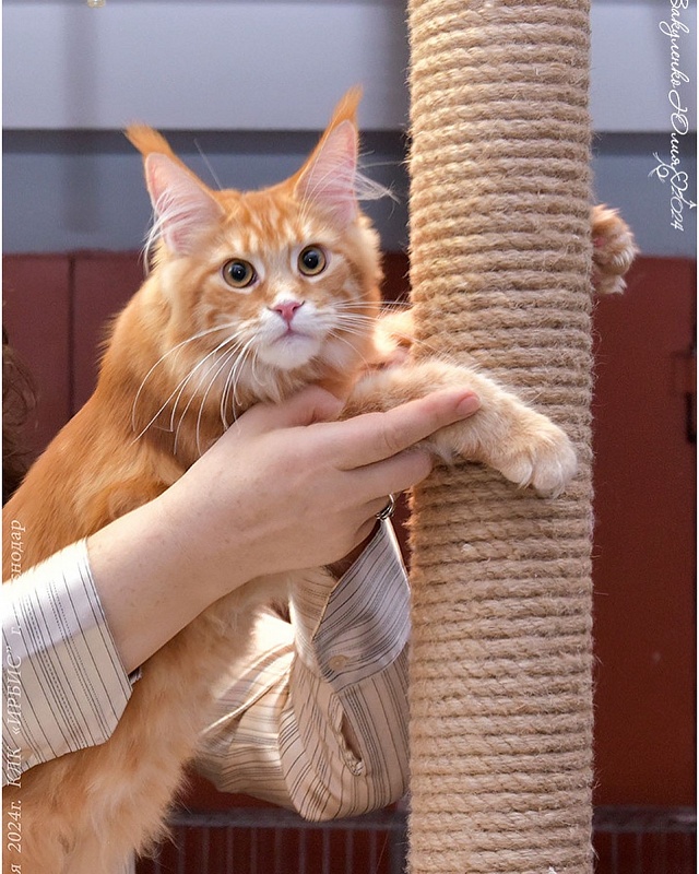 Elara   Great Lion - maine-coon