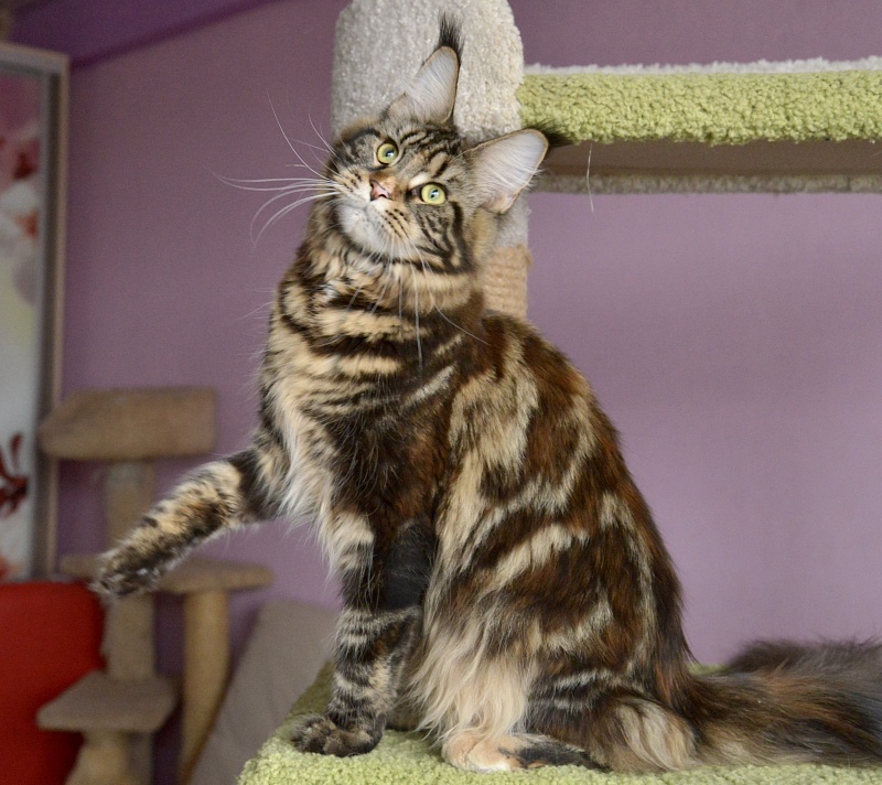 Valencia  Great Lion - Adult maine-coon 10 months 0.5 weeks