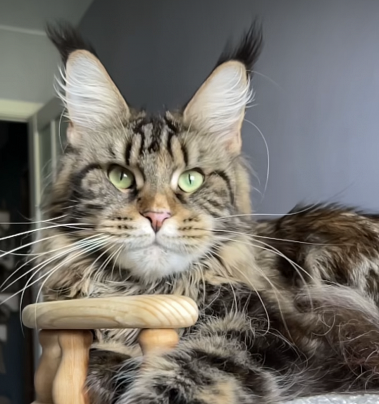 Valencia  Great Lion - maine-coon
